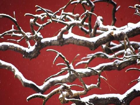 虬髯老树似卧龙,瑞雪纷纷祥云升|瑞雪|水流云在|虬枝_新浪新闻