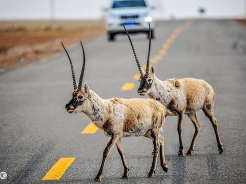 藏羚羊:因一条"沙图什"披肩而遭到盗猎者血腥屠杀