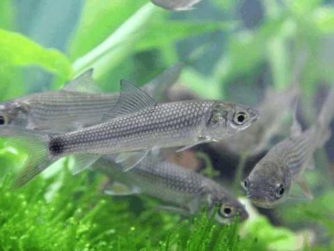 这种鱼只能生活在南方, 个头非常小, 不能和其他生物的卵一起生活