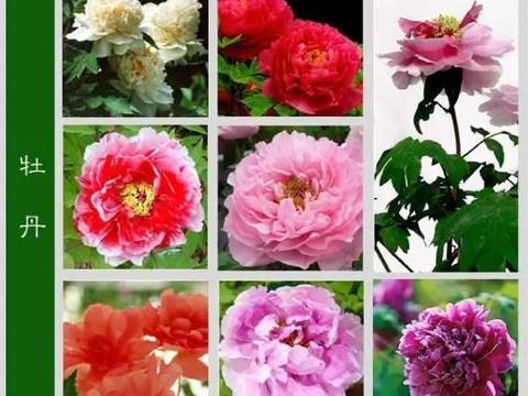世界上最齐全的各种花 ! 从此认花不求人 , 太珍贵了！赶紧收藏|收藏_新浪新闻