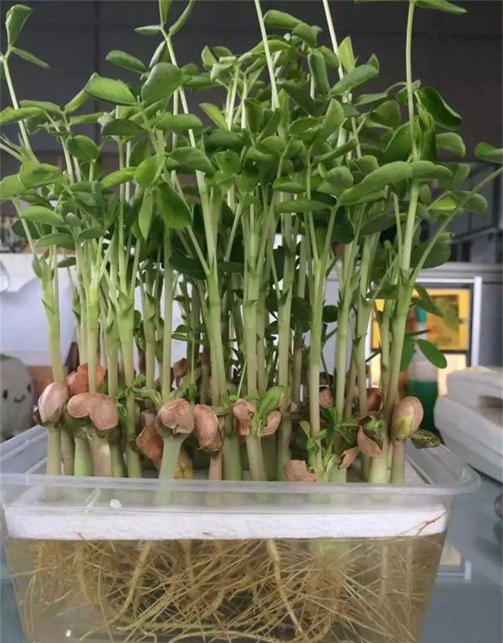 他把核桃扔水里,15天长出"人参根",赚到了!