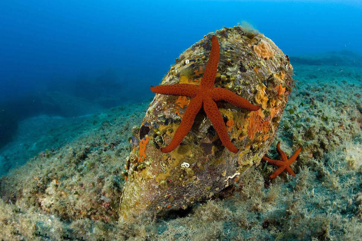 地中海稀有巨型"生蚝"濒临灭绝,高有1米2,寿命长达50岁|地中海|贝类