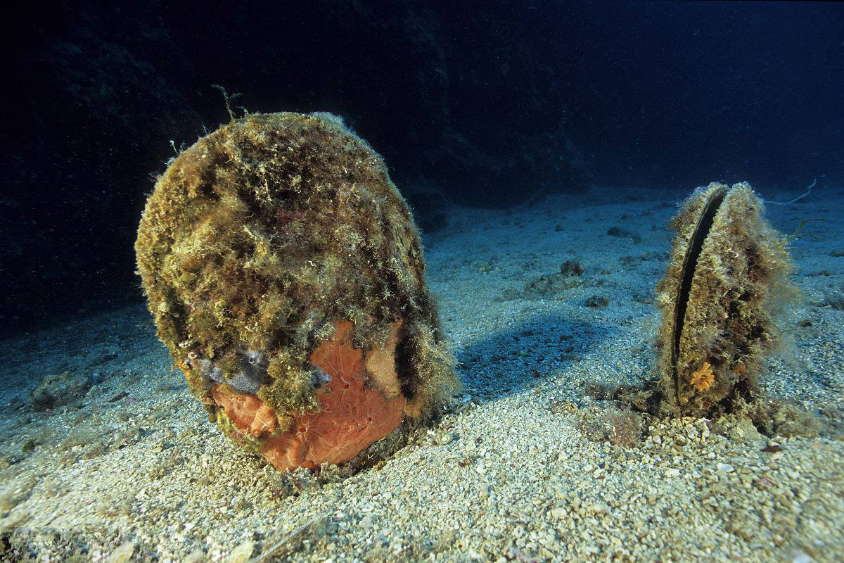地中海稀有巨型"生蚝"濒临灭绝,高有1米2,寿命长达50岁|地中海|贝类