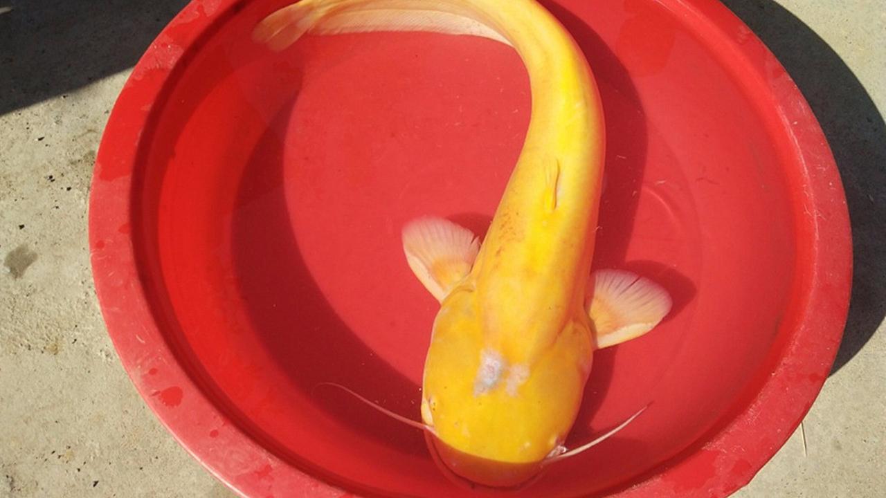 江西市民钓到金黄色大口鲶鱼 通体金黄色晶莹剔透