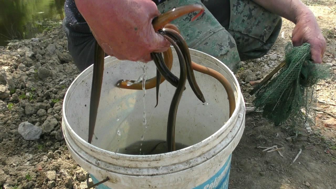 黄鳝真多,农村姑娘在河里抓了几十条黄鳝,一家人吃不完