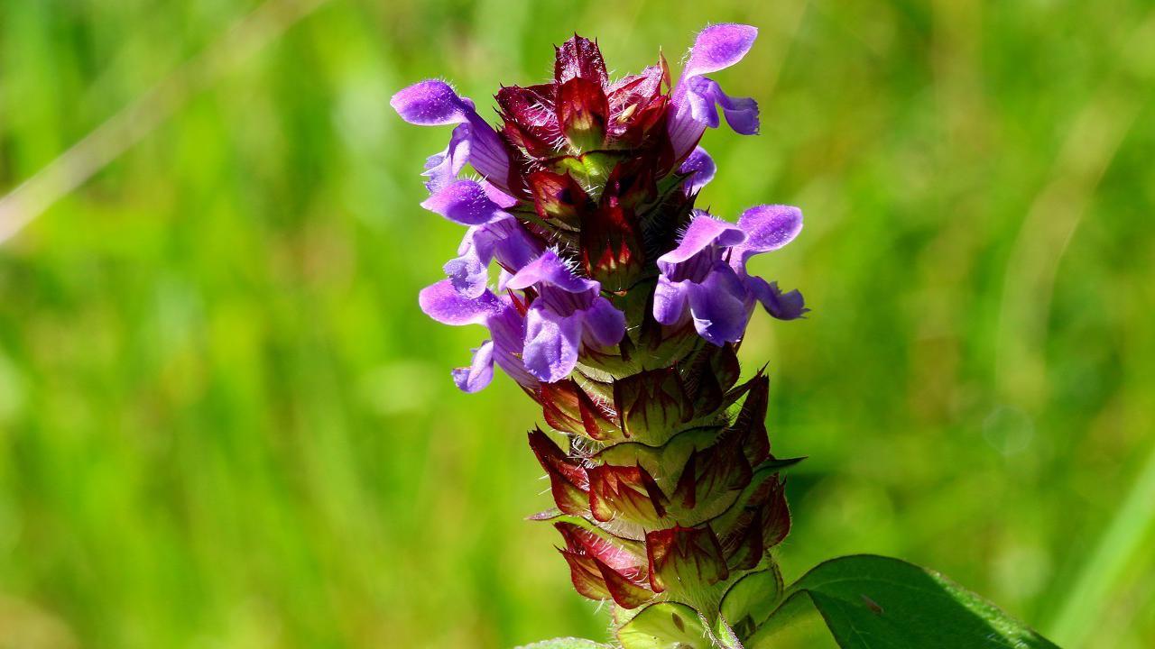 夏枯草到底是一种什么草?有什么功效?今天终于知道了!