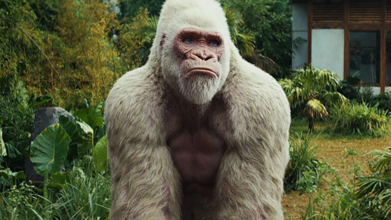 一口气看《狂暴巨兽》白毛金刚打怪兽