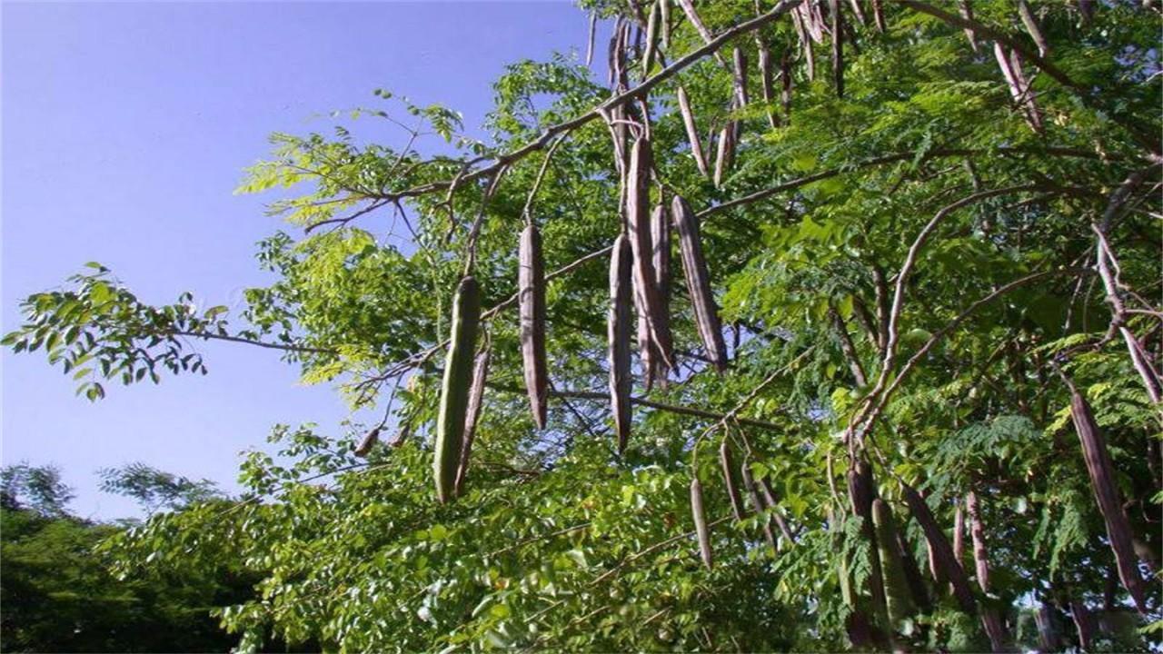 这种树太"神奇"!割了能在短时间内长出来,结的籽是稀有药材