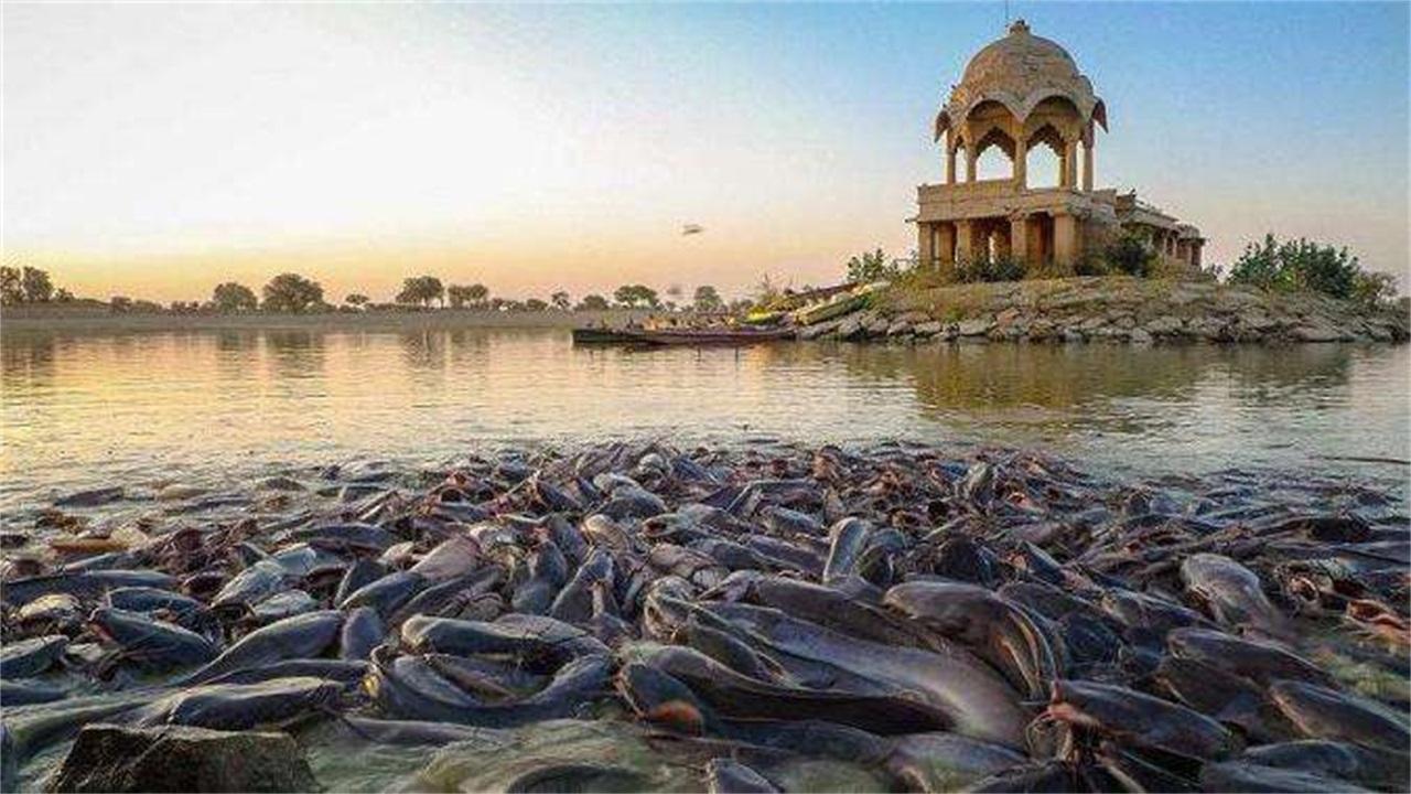 印度的鲶鱼泛滥成灾,中国网友:给钱我也不吃!