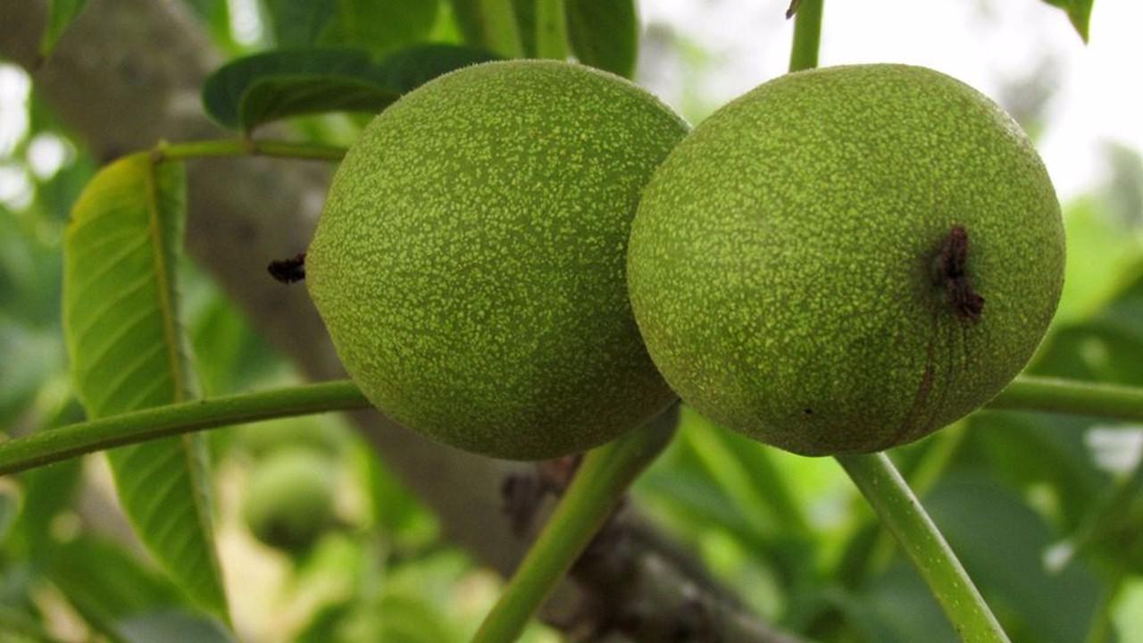 家里这种坚果是结石的天敌,每天吃几个,可以辅