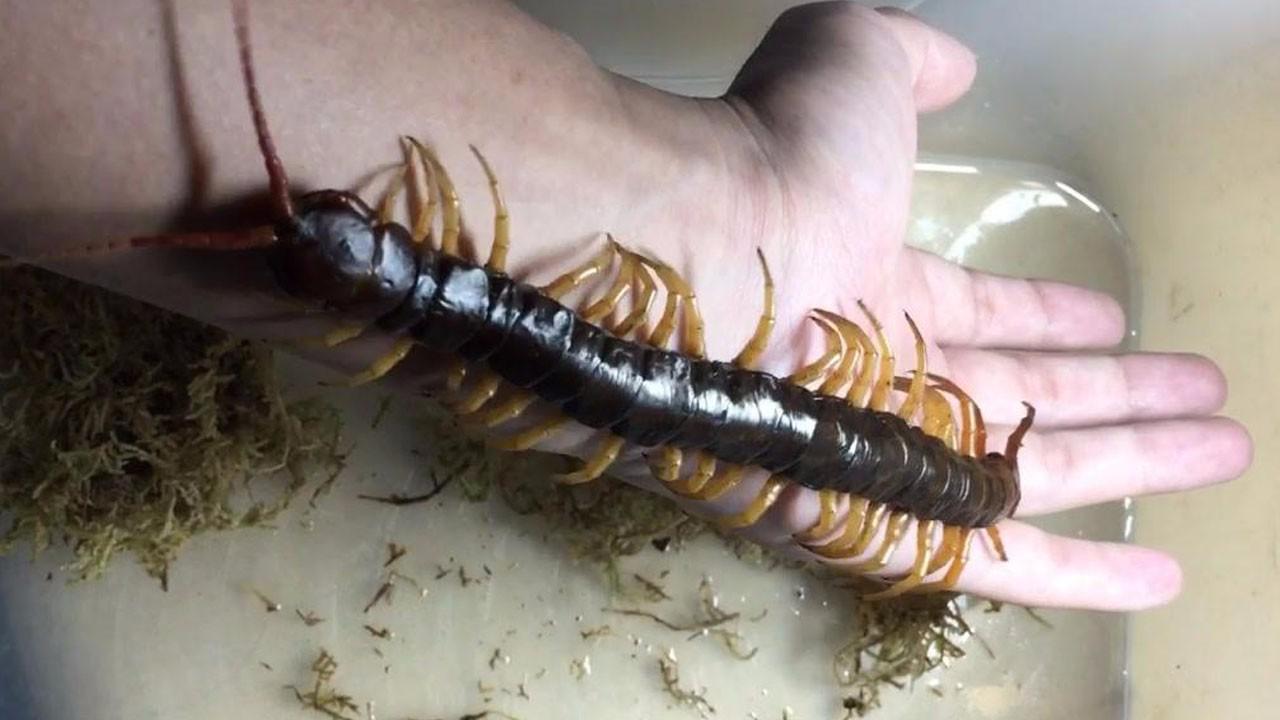 凶残巨虫称霸东南亚丛林!而今却成为人类手中玩物