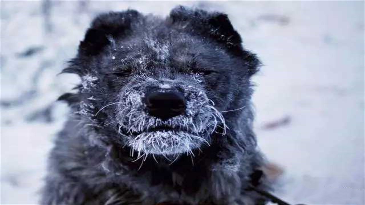 全球最冷的小镇极限低温零下71看看这里的人怎么生存