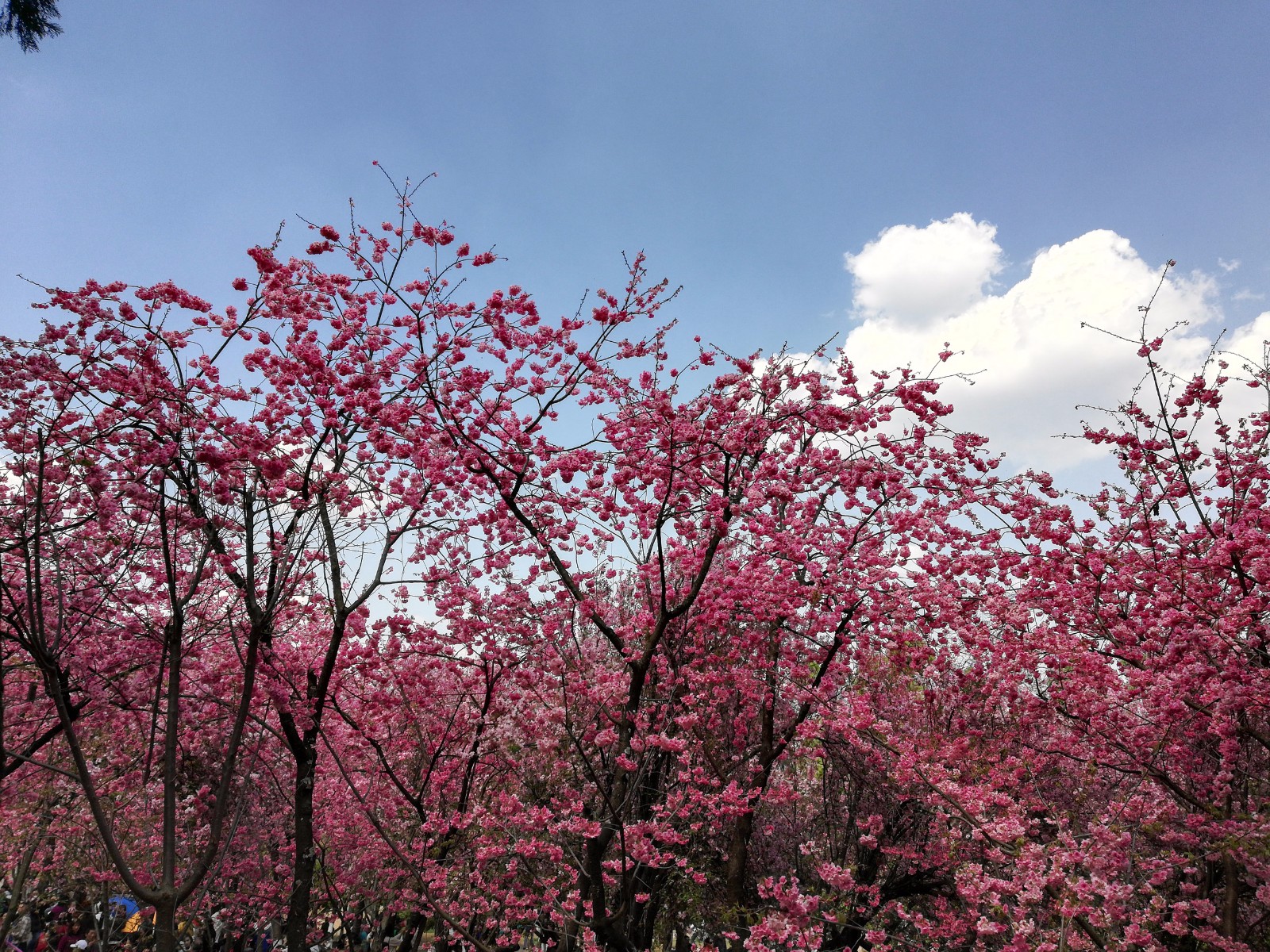 云南昆明3月的樱花与平常真不一样_新浪看点