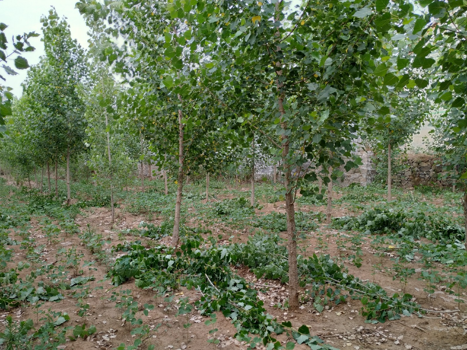 沂蒙农村老丈人捡杨树叶喂羊,坚持不喂饲料,羊吃的可带劲了|杨树林|老丈人|沂蒙_新浪新闻
