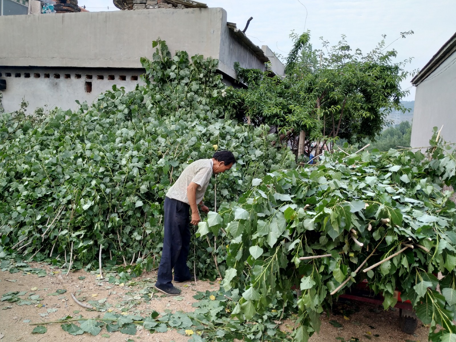 沂蒙农村老丈人捡杨树叶喂羊,坚持不喂饲料,羊吃的可带劲了|杨树林|老丈人|沂蒙_新浪新闻