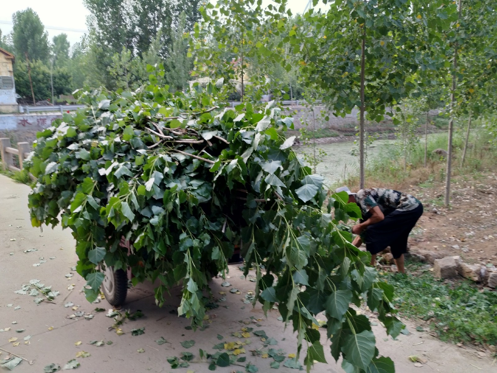 沂蒙农村老丈人捡杨树叶喂羊,坚持不喂饲料,羊吃的可带劲了