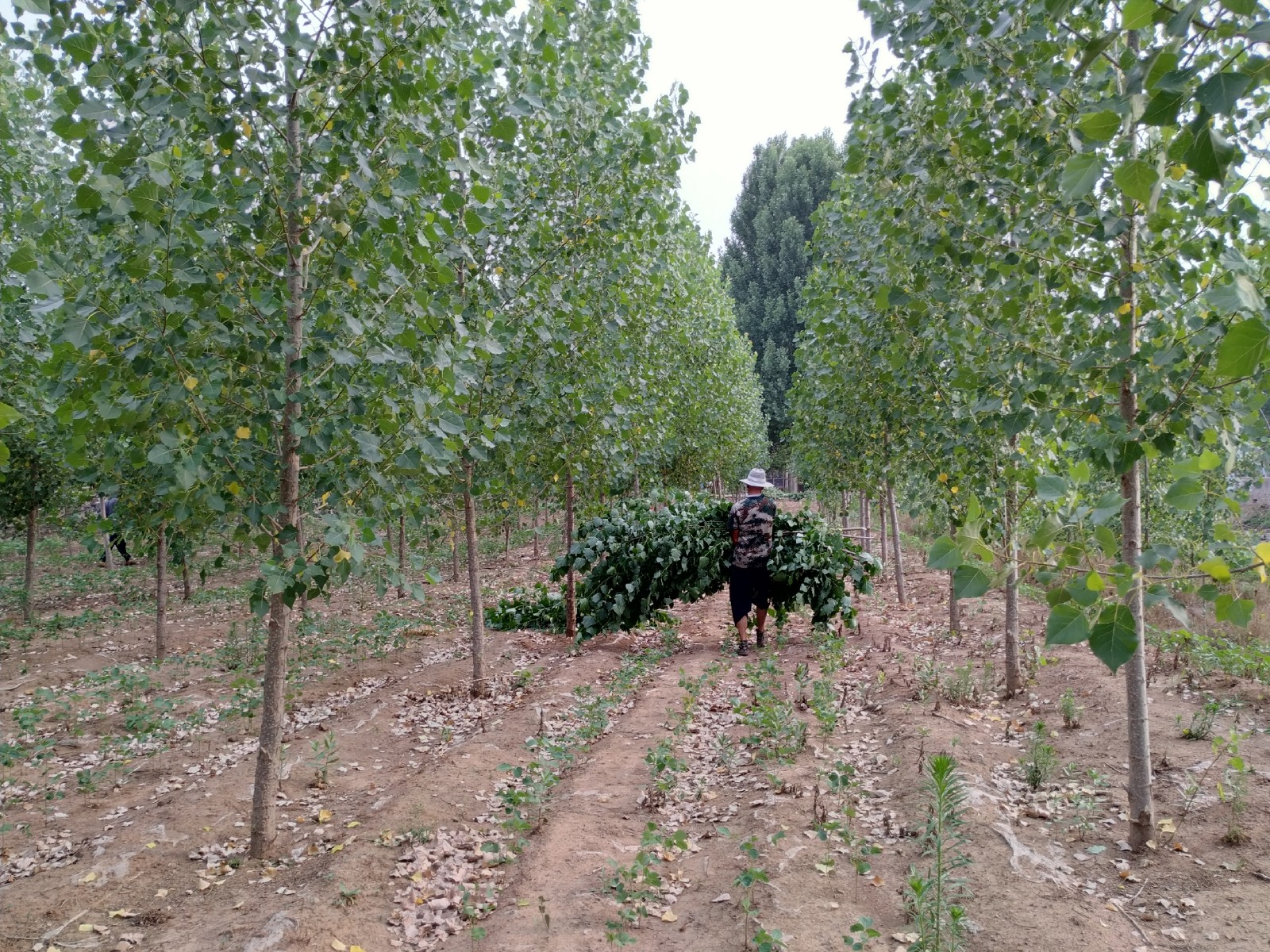 沂蒙农村老丈人捡杨树叶喂羊,坚持不喂饲料,羊吃的可带劲了|杨树林|老丈人|沂蒙_新浪新闻