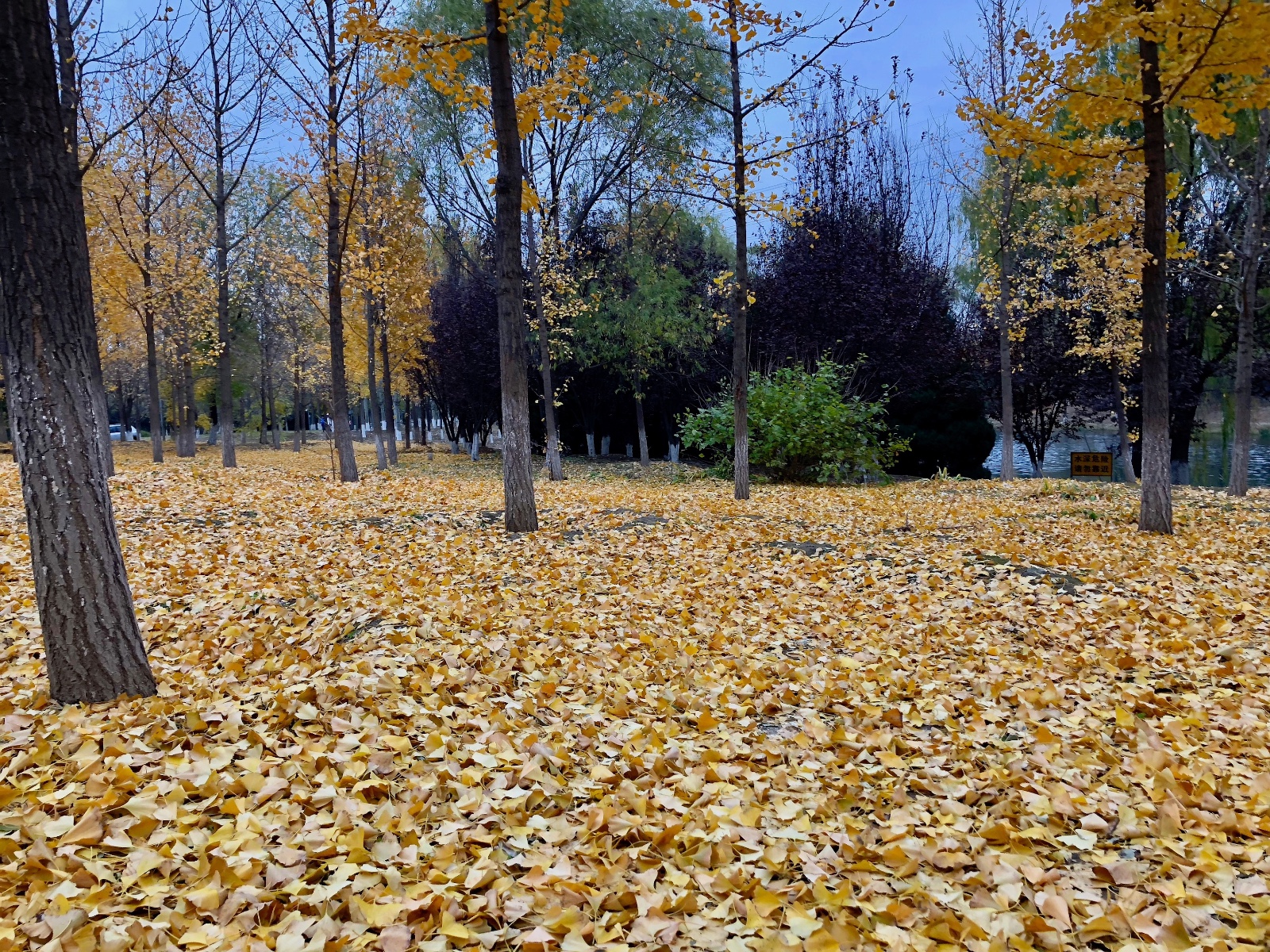一场秋雨一场寒:有些银杏树大量落叶,奥林匹克森林公园