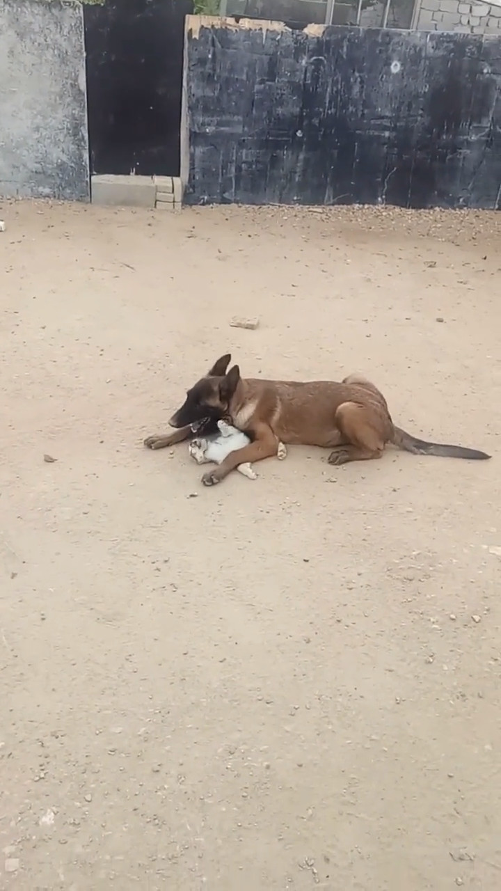 女追男隔层纱,那么狗追猫呢?