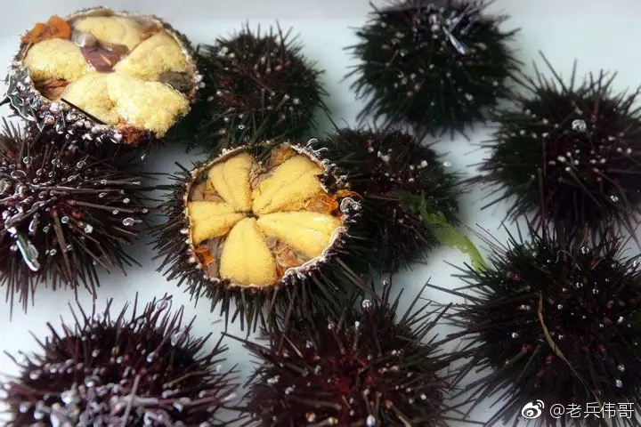 遇见大连61紫海胆