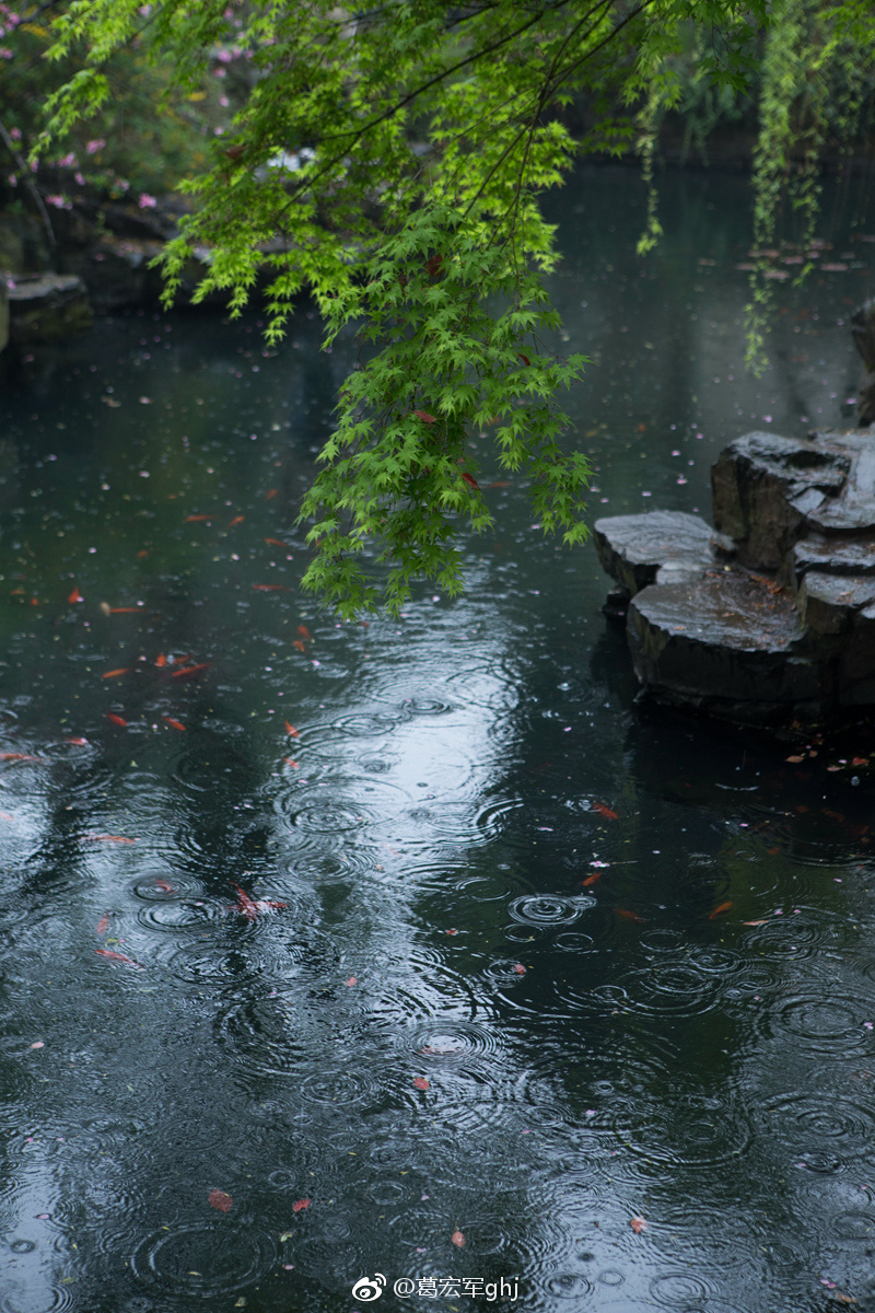 清明雨上|芳草|流光|细雨_新浪新闻