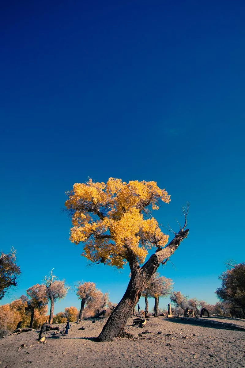 秋日的风便掠过沙漠,拂过湖水,经过草原,催促着散落在戈壁的胡杨,绽放