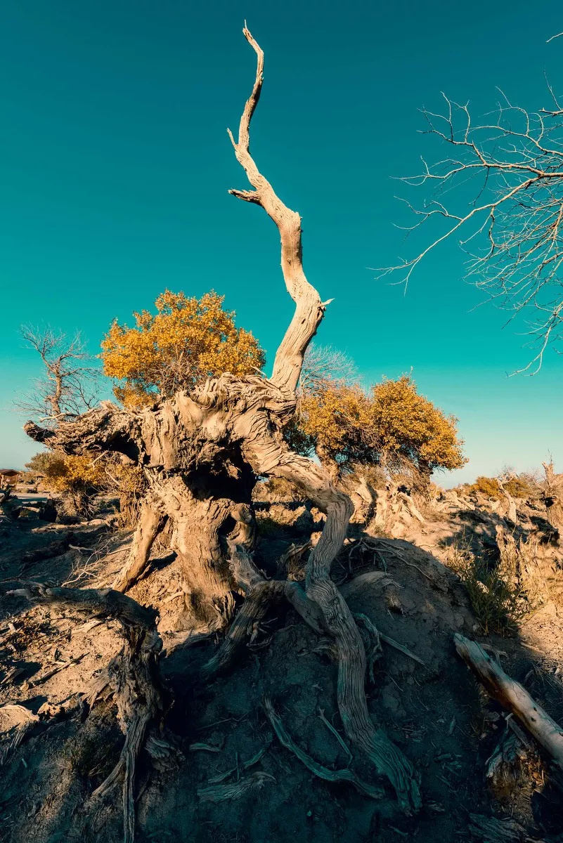 这个秋天找人和你一起去看胡杨林吧