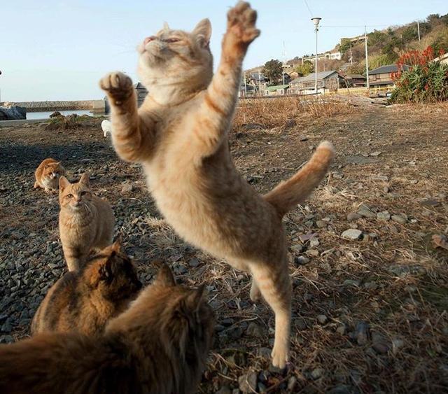 旋转跳跃我闭着眼!喵星人飞起来真是满满的搞笑感啊!