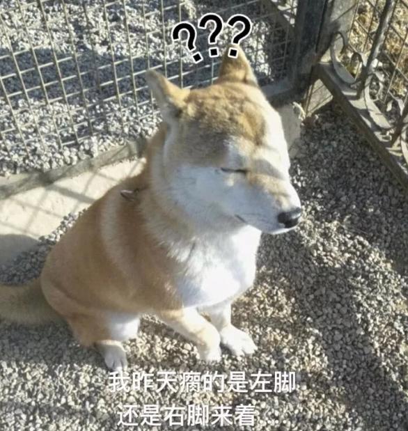 为了不用每天跑步,这只狗狗竟跟主人装瘸!还成功的把主人骗了!