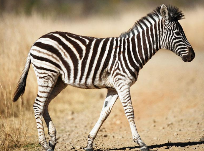 关于斑马,大家会想到它的斑纹,其实斑马也是有很多有趣的事