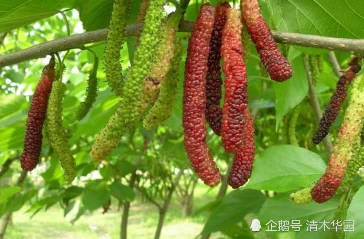 桑果新贵之王,超级四季长桑果,每棵每年产值4000元