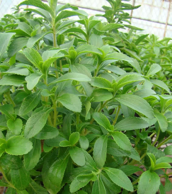 摘一小片叶子吃,甜掉牙,还可在家盆栽|蔗糖|甜叶菊|盆栽_新浪新闻