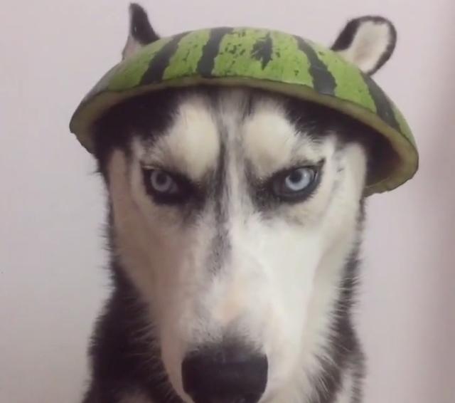 网友吃完西瓜后,用瓜皮给二哈做了顶帽子,网友:满满的创意!