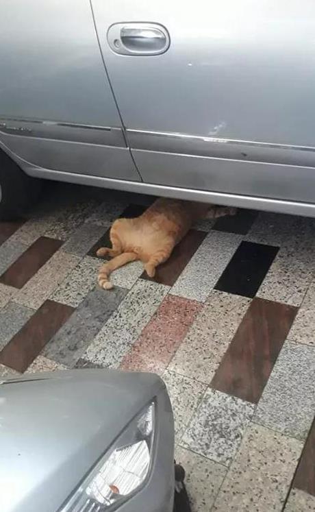 主人在修车,橘猫非得过去躺下后,凑热闹,不知道的人还以为