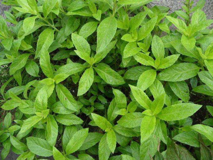 神仙草的功效与作用(神仙草泡水喝适合什么人喝)