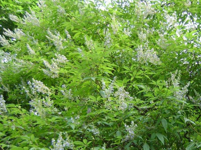 农村这种小树,一斤1.5元收购,叶煮水洗治皮肤病__财经头条