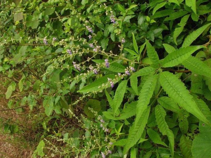 黄荆树,灌木或小乔木;小枝四棱形,密生灰白色绒毛.