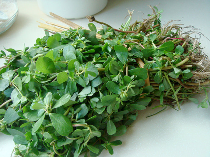 学名马齿苋,俗名有如马齿菜,长命菜,长寿菜,猪母菜,狮子菜,瓜子菜,地