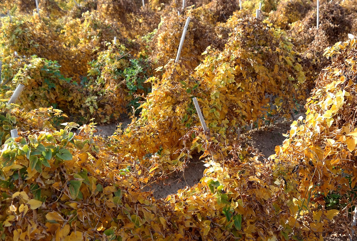 山药藤上长的这东西营养价值很高城里人吃不上农民却丢弃不要