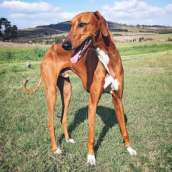 世界10种最超级可爱的狗狗你见过几只