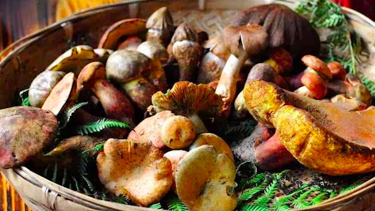 探寻云南菌类:为何能吃的起肉的人吃不起菌