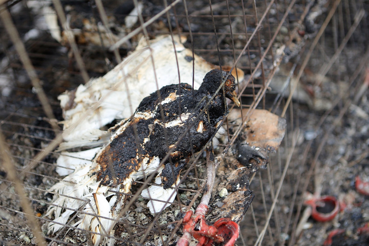 七旬老人烧荒引燃鸽棚,烧死2000鸽子损失20万
