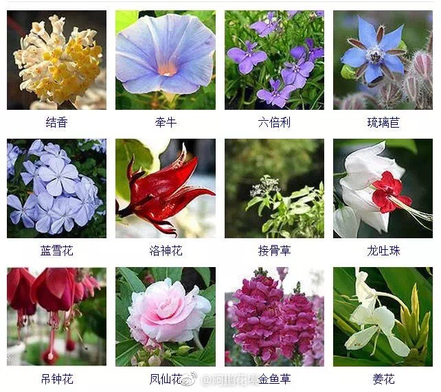 各种鲜花的名字图片
