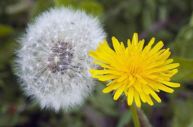 秋天的蒲公英,药用价值高,送你5个妙用,改善多