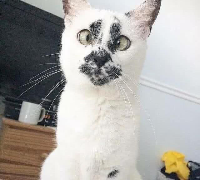 猫咪天生小黑脸斗鸡眼,网友一看就笑翻了:这猫真的不敢吸