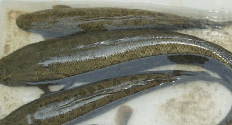 这类鱼最擅长在陆地滑行, 可离水生活, 能吃掉湖中所有鱼类