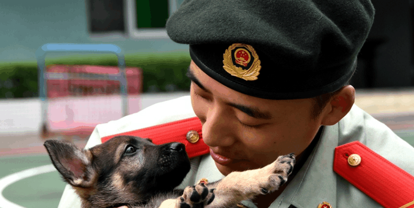 又萌又调皮的的小军犬, 他们也有自己特殊的环境!