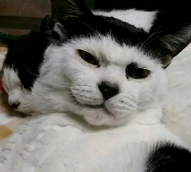 但是有时候换个角度看,这迷之自信的45度角自拍,看起来还是痞帅痞帅的