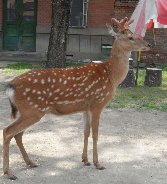 这才是承德避暑山庄的梅花鹿它们是国家一级保护动物