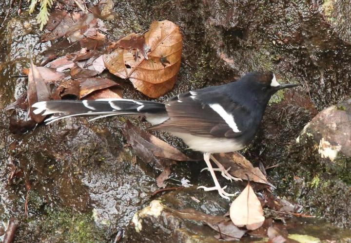 浙江省鸟类有了"新纪录" 斑背燕尾现身乌岩岭